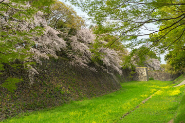 名古屋城・お濠の桜
