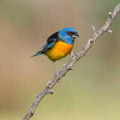 Blue and Yellow Tanager, Thraupis bonariensis, Calden Forest, La Pampa, Argentina