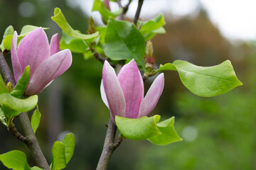 closeup magnolia tree blossom in springtime. tender pink flowers bathing in sunlight. warm april...