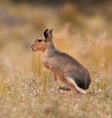 Patagonian cavi in Pampas grassland environment, La Pampa Province, , Patagonia , Argentina