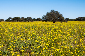 Obraz premium Flowered field in the Pampas Plain, La Pampa Province, Patagonia, Argentina.