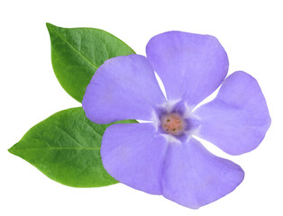 Periwinkle flowers isolated on white background