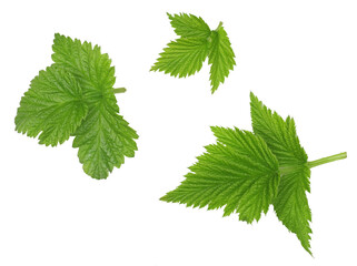 Strawberry leaves isolated on white, top view