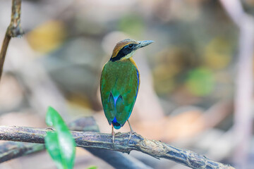 Mangrove piyya (Pitta megarhyncha)  a rare bird on the branch of the mangrove tree.