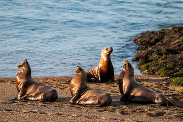 Fototapeta premium South American Sea Lion (Otaria flavescens) Female,.Peninsula Valdes ,Chubut,Patagonia, Argentina