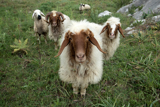 A small herd of Awassi sheep in a grassland