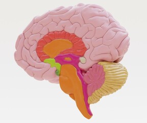 Realistic 3D Render of Plastic Human Brain