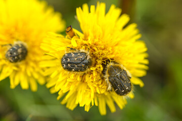 Yellow flower with beetles
