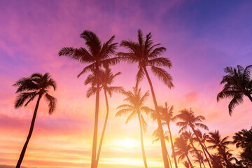 Silhouette coconut palm tree on sunset sky background