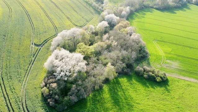 Drohne fliegt &uuml;ber bl&uuml;hende Bauminsel im Agrarland im Fr&uuml;hling, Luftaufnahme