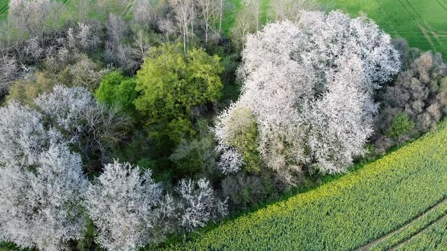 Drohne fliegt &uuml;ber bl&uuml;hende Bauminsel im Agrarland im Fr&uuml;hling, Luftaufnahme