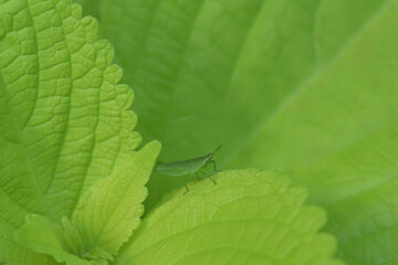 green grasshopper on green leaf