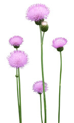 The melancholy thistle, photo isolated on transparent background. Cirsium heterophyllum, grows in upland meadows, grasslands, road verges and open woodland.