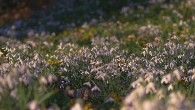 attractive evening light, snowdrops and yellow aconite flowers in breeze, track left then right then holds