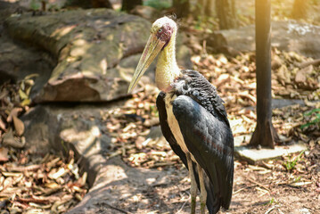 Marabou stork in Khon Kaen Zoo, Thailand, rare wildlife concept