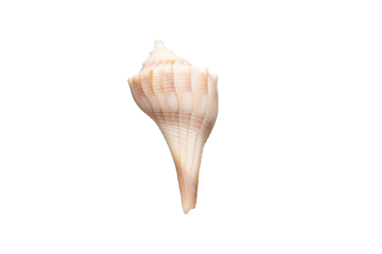 Isolated conch shell