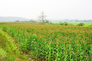 Fototapeta na wymiar Corn fields are economic crops that have tall stems and slender leaves. The corn fields are harvested for sale or consumption. It is considered a field crop that Thai people like to grow in many areas