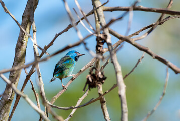 Colorful bird hopping in dry branches in a tropical Caribbean rainforest
