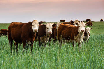 Cattle raising  with natural pastures in Pampas countryside, La Pampa Province,Patagonia, Argentina. © foto4440