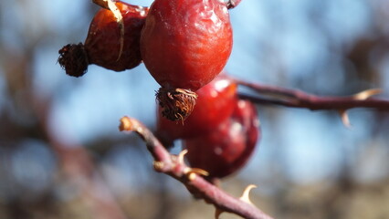 Rosehip on the branch ready to brew