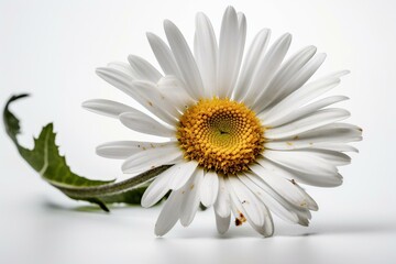 White background daisy. Generative AI
