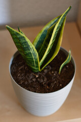 houseplant sansevieria