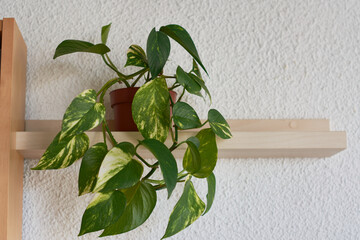 poto houseplant hanging on a shelf