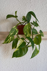 poto houseplant hanging on a shelf