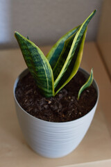 houseplant sansevieria