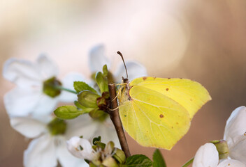 Wiosenny motyl Latolistek Cytrynek na kwiatach wiśni - obrazy, fototapety, plakaty