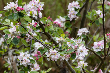 Apple blossom
