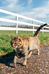Stray cat walking down the country road on sunny spring day