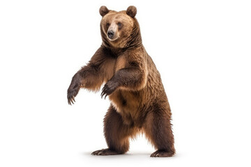 Fototapeta premium Powerful Majestic Bear Pose. Impressive picture of a big brown bear standing up on hind legs, isolated on a white background. Wildlife concept AI Generative