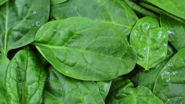 Fresh green spinach leaves circle rotation close up top view