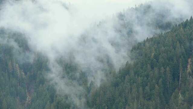 la nebbia e le nuvole su uno splendido bosco di conifere delle dolomiti