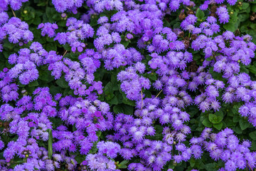 Beautiful bright purple flowers of blooming Ageratum growing in the garden
