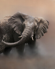 African Elephant