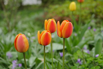 red and yellow tulips