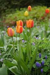 red and yellow tulips