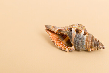 Beach seashells on colored background. Mock up with copy space