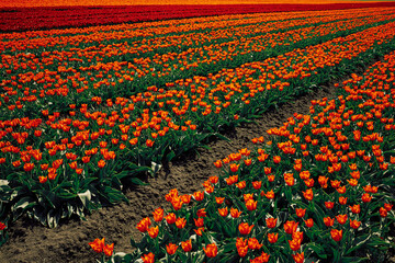 tulip field