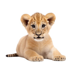 Obraz na płótnie Canvas baby lion