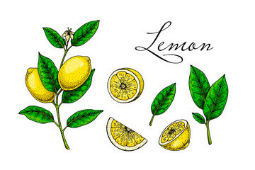 Lemon fruit, branches, leaves and slices. Colorful hand drawn vector illustration in sketch style. Tropical exotic citrus fruit summer design elements - obrazy, fototapety, plakaty