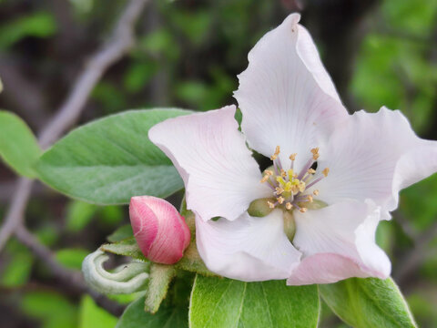 white quince flower with bud close up