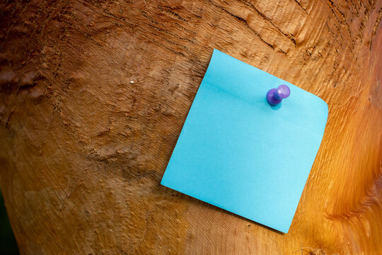 single blue square paper note with purple mapping pin on orange palm tree bark with empty free space for template or blank copy area 