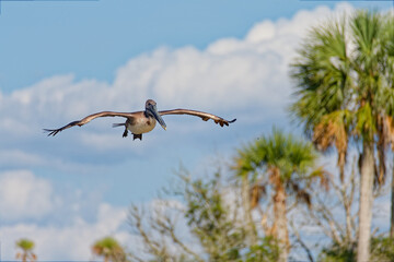 Brown Pelican (Pelecanus occidentalis) over Florida's Salt River on the Nature Coast.