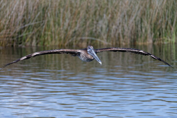 Brown Pelican (Pelecanus occidentalis) over Florida's Salt River on the Nature Coast.