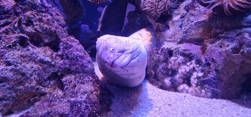 Mediterranean moray eel or Muraena helena, is a species of eel found in the Mediterranean Sea and...