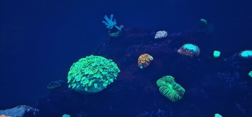 marine fish in marine aquarium and corals