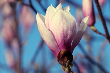 Bl&uuml;te der Magnolie